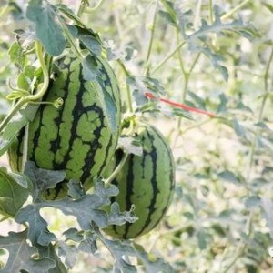 懷仁最近網紅大瓜,揭秘背后驚人真相