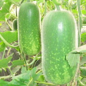 今日吃瓜熱門大瓜每日更新51,51期精彩內(nèi)容速覽